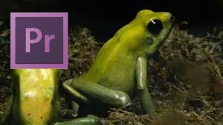 Adobe Premiere Pro: Detect Duplicate Frames Automatically
