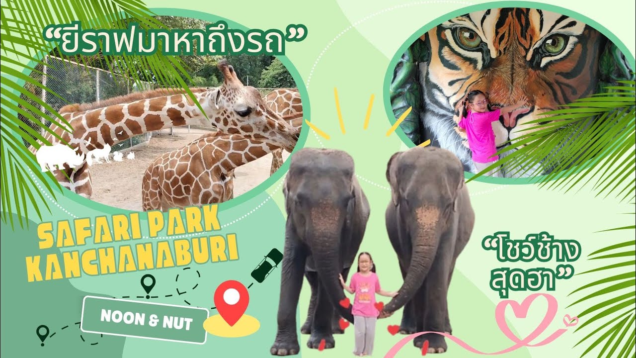 นุ่นกะนัท เที่ยวซาฟารีปาร์ค กาญจนบุรี ครั้งแรก! ยีราฟมาหาถึงรถ โชว์ช้างสุดฮา #เที่ยวสวนสัตว์ EP.3