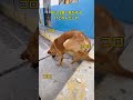 野良犬に犬のおやつあげてみた #犬 #南米 #ペルー #perro #dog