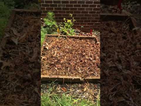 Potatoes with just leaves and pine straw mulch’s? - YouTube