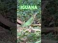 Así MASCA la Iguana 🦎