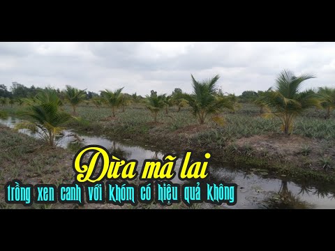 DỪA MÃ LAI TRỒNG XEN CANH VỚI CÂY KHÓM PHÁT TRIỂN RẤT TỐT, ĐÂY LÀ MÔ HÌNH XEN CANH RẤT HIỆU QUẢ.