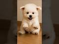 #puppy #애견영상 #pets