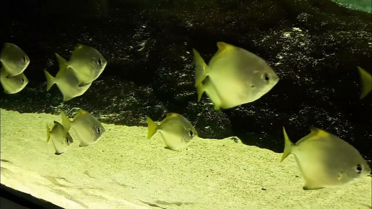 2 Odysseo Aquarium Port Louis, Mauritius YouTube