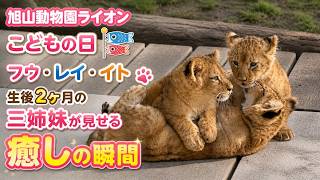 【旭山動物園ライオン】こどもの日🎏フウ・レイ・イト🦁生後2ヶ月の三姉妹が見せる癒しの瞬間