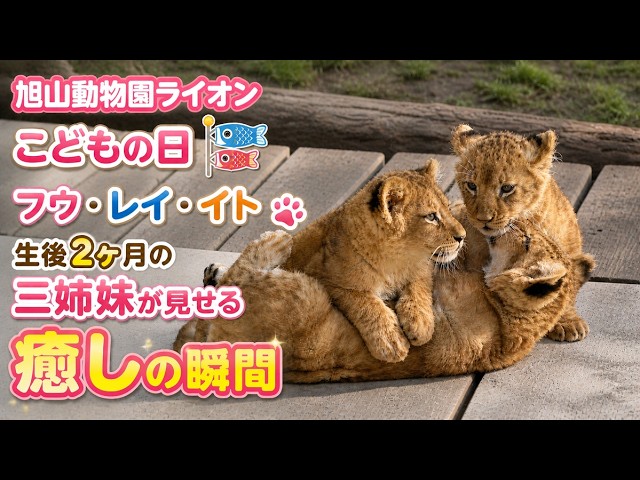 Asahiyama Zoo Lions 🦁 2-Month-Old Sisters Fu, Rei & Ito | Too
