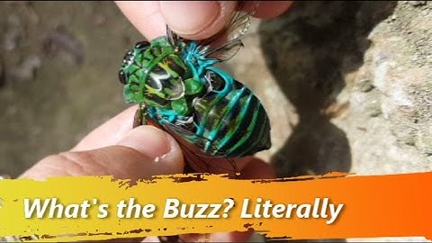 How Do Cicadas Make their Sounds?