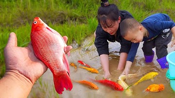 Video em ổi bất ngờ tìm thấy bầy cá vàng #cávàng #concá #fishing #bắtcávàng