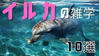 イルカの雑学10選 by シンプル雑学 120 views 9 months ago 2 minutes, 34 seconds