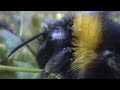 Clever Queen Bumble Bees | Sir David Attenborough's Life in the Undergrowth | BBC Studios