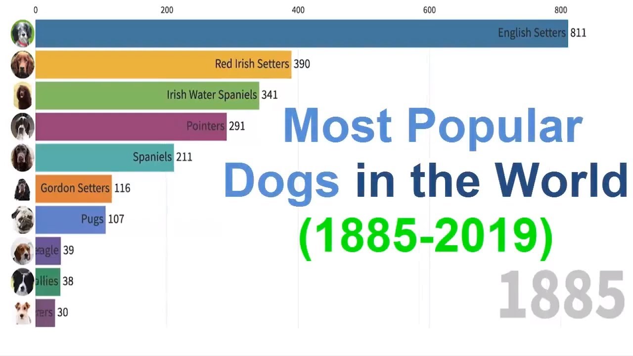Most Popular Dogs in the World 1885 2019 data is beautiful YouTube