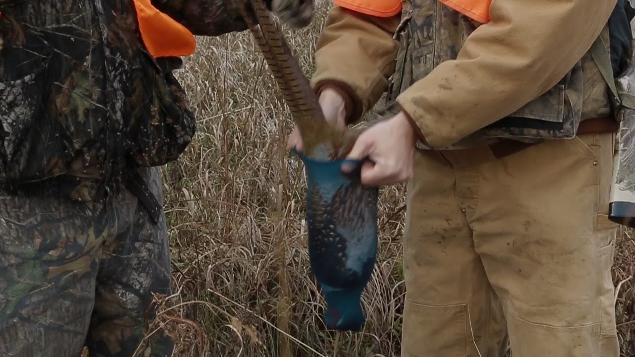 Pheasant Hunting Tips: Best Way To Store A Pheasant For Taxidermy Mounting Episode #2