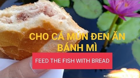 DÙNG BÁNH MÌ LÀM THỨC ĂN CHO CÁ MÚN ĐEN NUÔI TRONG CHẬU TRỒNG HOA SÚNG