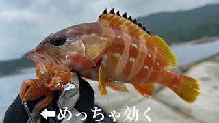 【アカハタ】ブレードワームの効果絶大‼︎｜海獲ch【KAIEN】