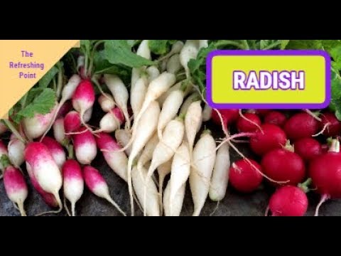 Radish the Overlooked Vegetable with Many Surprising Benefits - Recipes Using Radishes