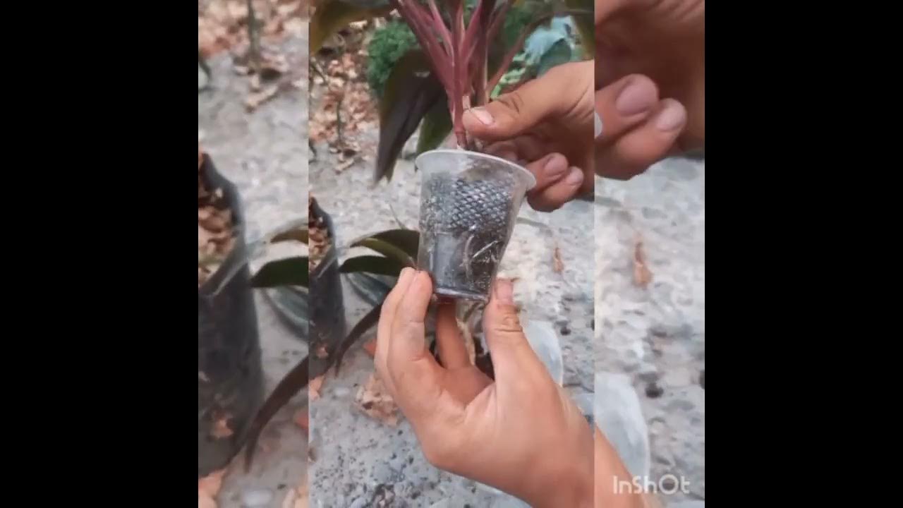 Мен автобуста бір қызбен келдім. Үлкен сиськи бар ретро порно фильмдер