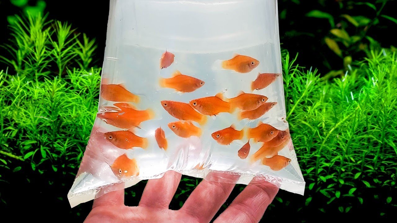 Top 3 Guilt Free Ways To Rehome Your Aquarium Fish YouTube Top 3 Guilt Free Ways To Rehome Your Aquarium Fish YouTube