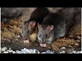 Rats Break Into ATM and Shred $18,000 Worth of Banknotes Global Nows