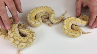 Ball Pythons for Beginners