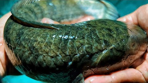 Cắm Câu Cá Lóc Bao Vây Đám Ruộng Toàn Cá Lớn : Fishing big snakehead fish in rice fields