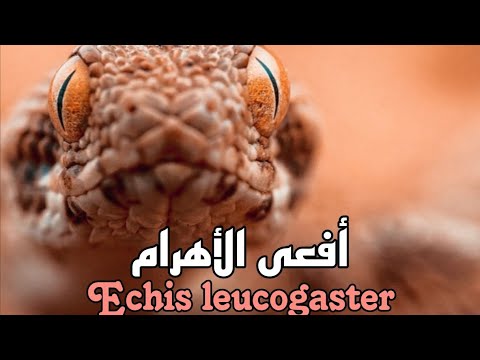 أفعى الأهرام بيضاء البطن أفاعي المغرب الس ام ة        