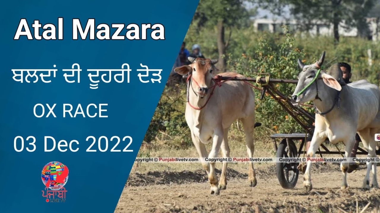 🔴[LIVE] ATAL MAZARA (BALACHAUR SBS NAGAR) ਬਲਦਾਂ ਦੀ ਦੂਹਰੀ ਦੋੜ 03 DEC ...