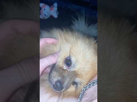 Чапик просто имба на все века лохмач чапик рекомендации Pets Cute