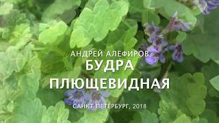 Будра плющевидная. Алефиров А.Н.