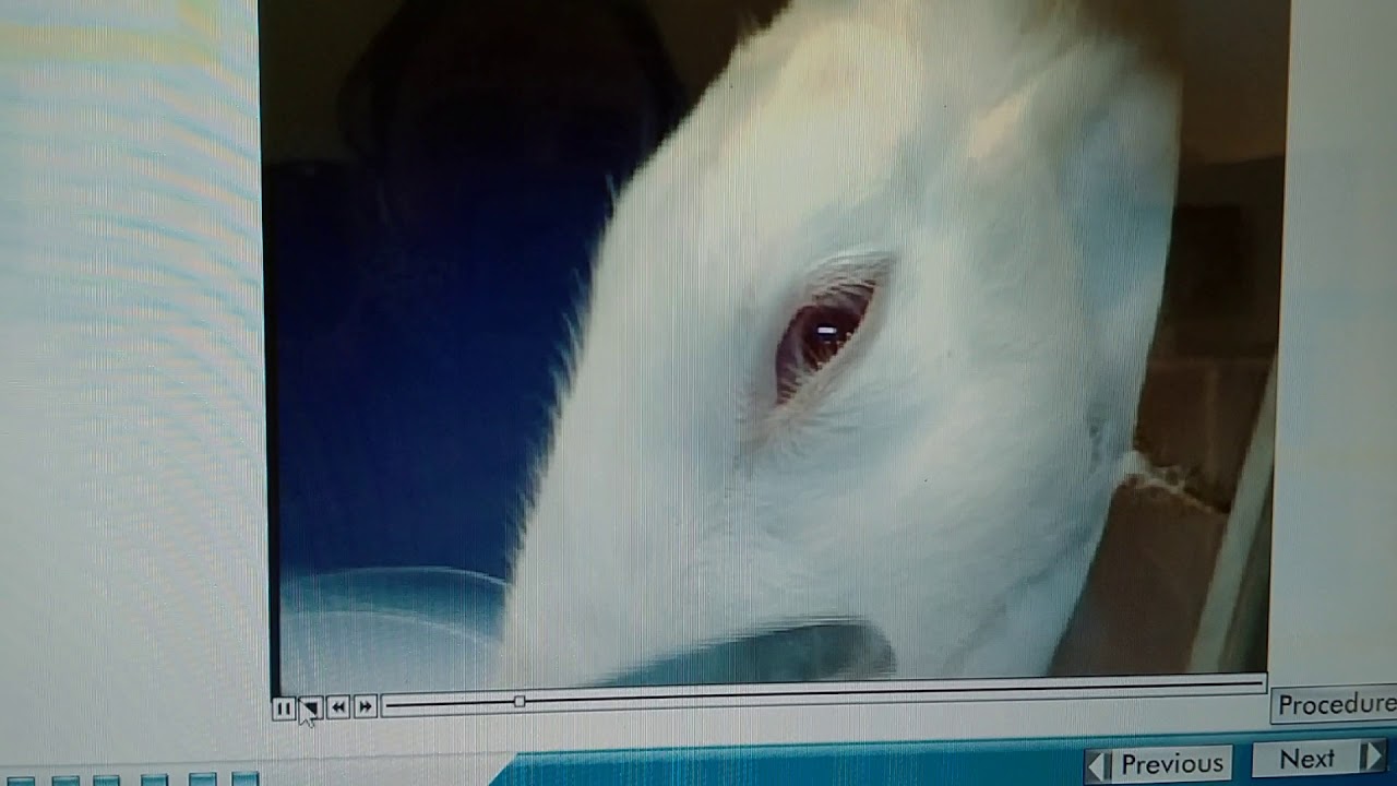 Effect of local Anaesthetics on rabbit cornea. YouTube