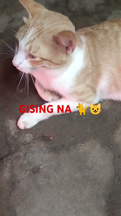 Gising na 🐈😺