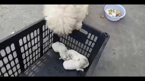 Khổ nhất vẫn là tụi nhỏ nuôi không triệt sản 