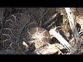 Finding Western Diamondback Rattlesnakes - Mark Storto Nature Clips