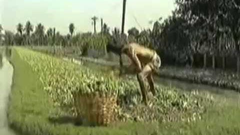 Just Stop Drinking!! || Thai Social