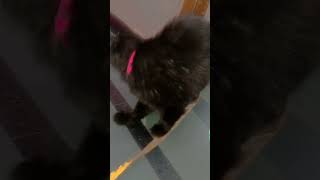 Its My Rozy Cutie Cat