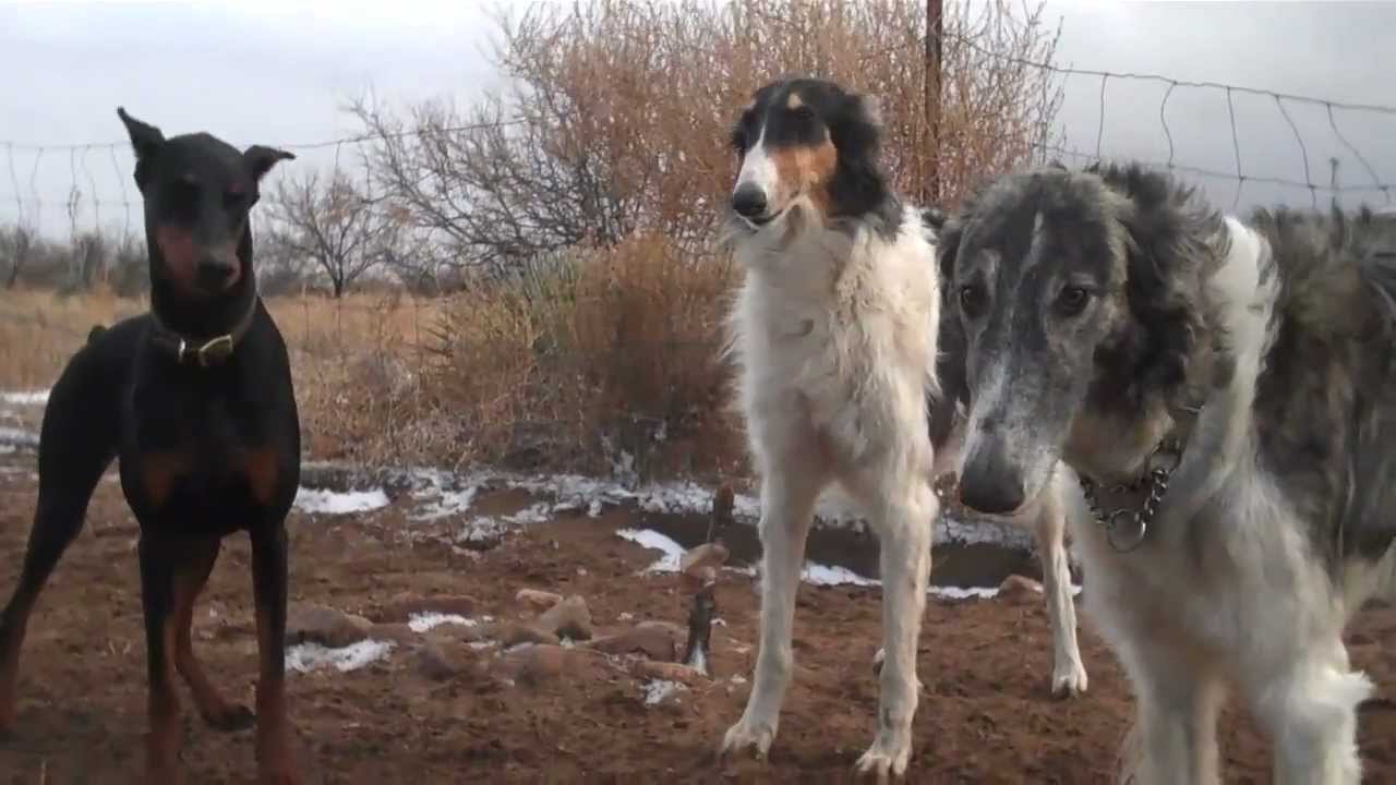 Wolfhounds team up against a Doberman YouTube