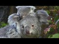 コアラ の赤ちゃん　こまち　Koala Holly's first baby