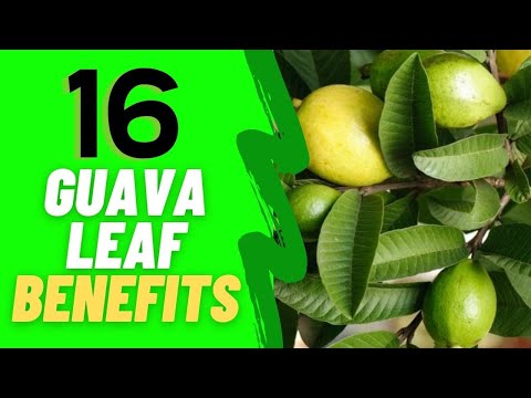 16 INCREDIBLE GUAVA LEAF BENEFITS  | HOW TO MAKE GUAVA LEAF TEA