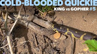 Cold-Blooded Quickie #5 - Kingsnake vs Gopher snake