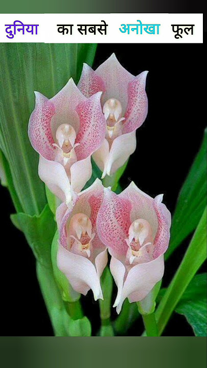 Most rarest flower in the world 😱😱😱 #amazing facts #flower