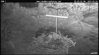Lake Murray Osprey GHO attacks nest grabbing C1 5:03am 5-24-2022