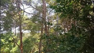 mentahan//Hutan Kalimantan barat  story' wa 30 detik