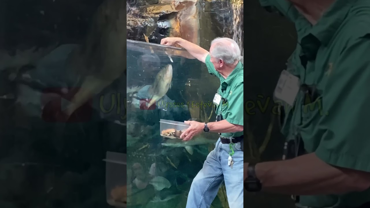 Feeding HUGE FISH At Bass Pro Shops #fish #feed #huge #bassproshop