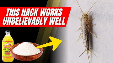 How to Eliminate Silverfish from Your Home Quickly 🐛