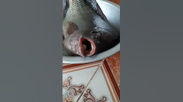 Cá rô phi sông đà 2,4kg