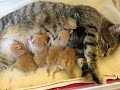 お腹の赤ちゃんを守って!厳しい寒さに耐えきれず、駆け寄り訴える野良猫。猫のお腹の中の赤ちゃんは・・・【nekoの部屋】