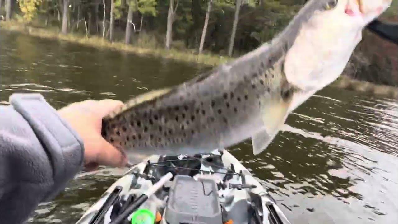 Little 19inch Speckled trout on Zman Trout Trick YouTube