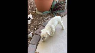 18 years old Maltese Dog , #maltese #dog