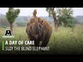 A day of care  blind elephant suzy