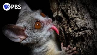 How Nocturnal Bush Babies Survive at Night