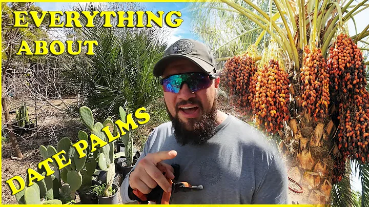 The ULTIMATE Date Palm Growing Guide